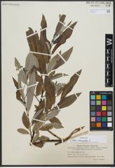 Foto von Salix viminalis L.